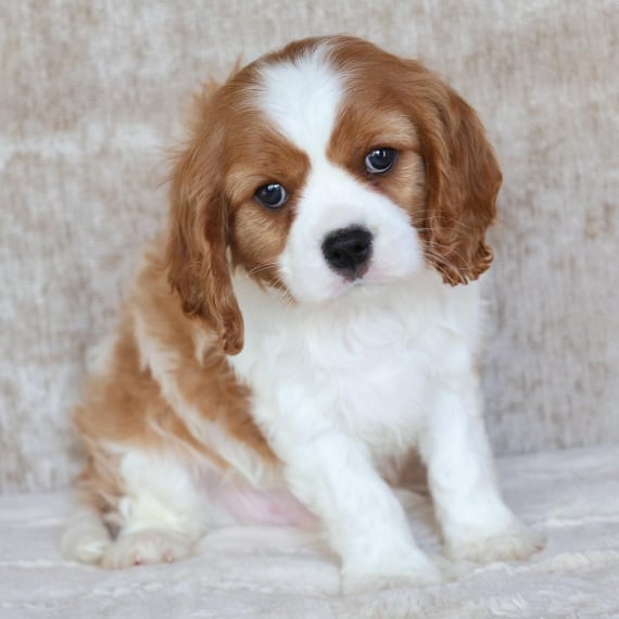 Puppyspot cavalier best sale king charles spaniel