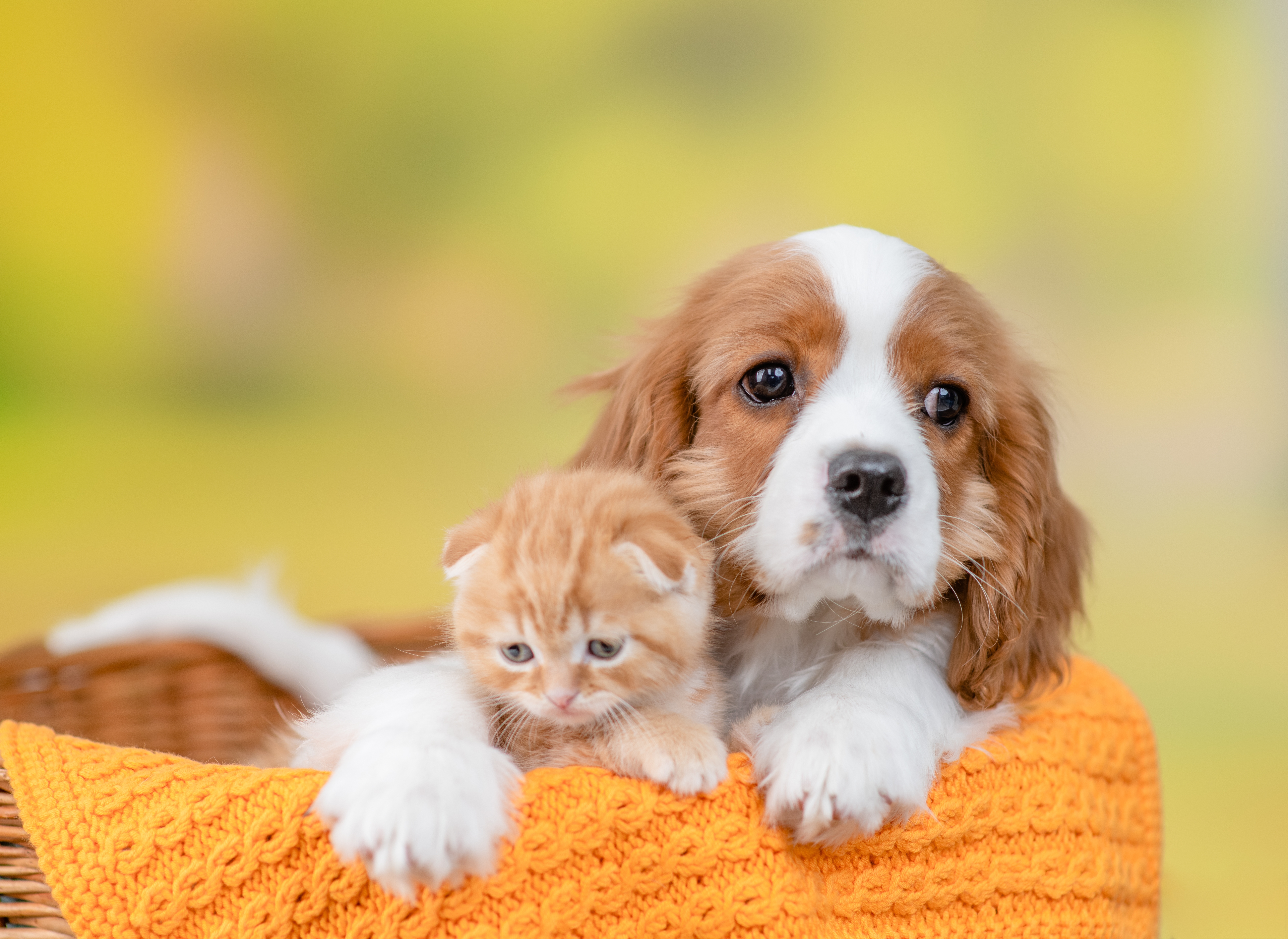 Puppyspot cavalier king charles 2024 spaniel